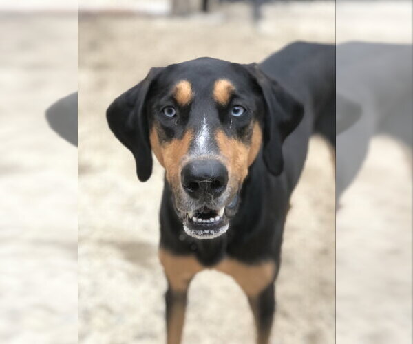 Medium Photo #1  Puppy For Sale in , 