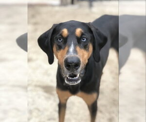 Coonhound-Doberman Pinscher Mix Dogs for adoption in East Derry, NH, USA