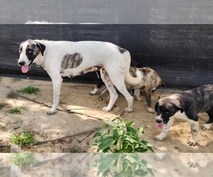 Mother of the Anatolian Shepherd puppies born on 04/22/2025