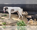 Small Photo #1 Anatolian Shepherd Puppy For Sale in CUMBY, TX, USA
