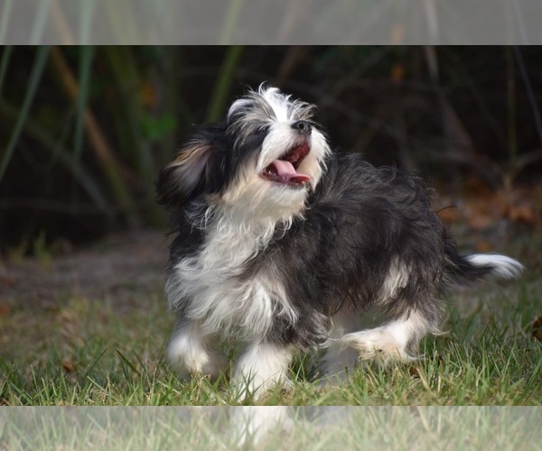 Medium Photo #4 Auss-Tzu Puppy For Sale in PALM COAST, FL, USA