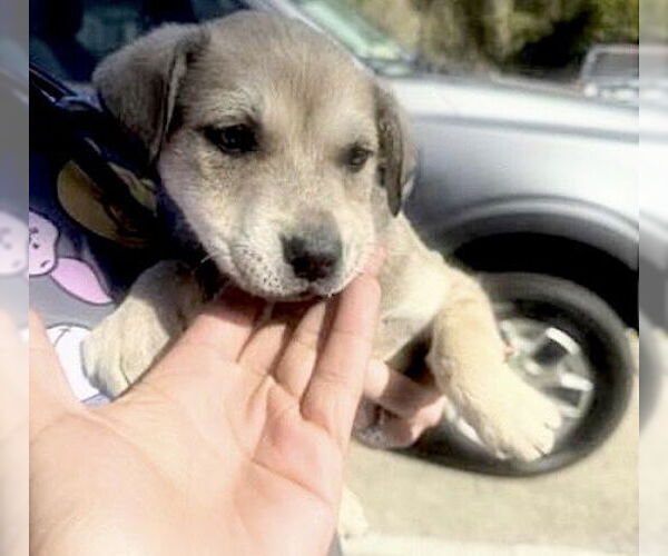 Medium Photo #1 German Shepherd Dog Puppy For Sale in Houston, TX, USA