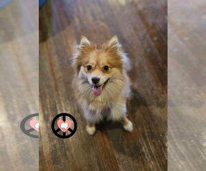 Pomeranian Dogs for adoption in Lebanon, PA, USA