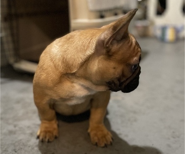 Medium Photo #6 French Bulldog Puppy For Sale in DAVIE, FL, USA