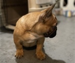 Small Photo #6 French Bulldog Puppy For Sale in DAVIE, FL, USA