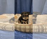 Small #10 Yorkshire Terrier