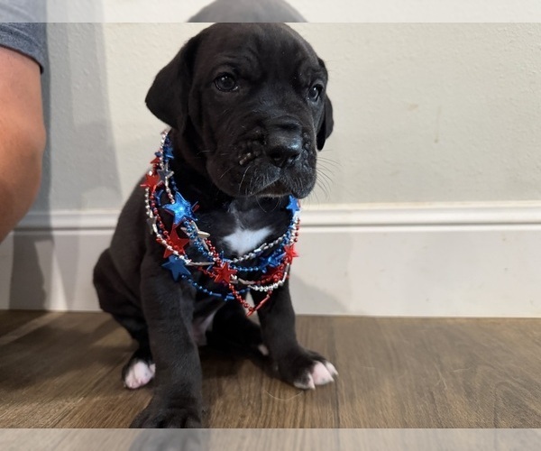 Medium Photo #1 Great Dane Puppy For Sale in GRANBURY, TX, USA