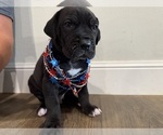 Image preview for Ad Listing. Nickname: Bluey