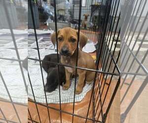 Labrador Retriever-Unknown Mix Dogs for adoption in SHERBURNE, NY, USA