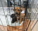Rita (NY-Sarah) - Female Labrador Retriever-Unknown Mix Dog for Adoption - Small photo