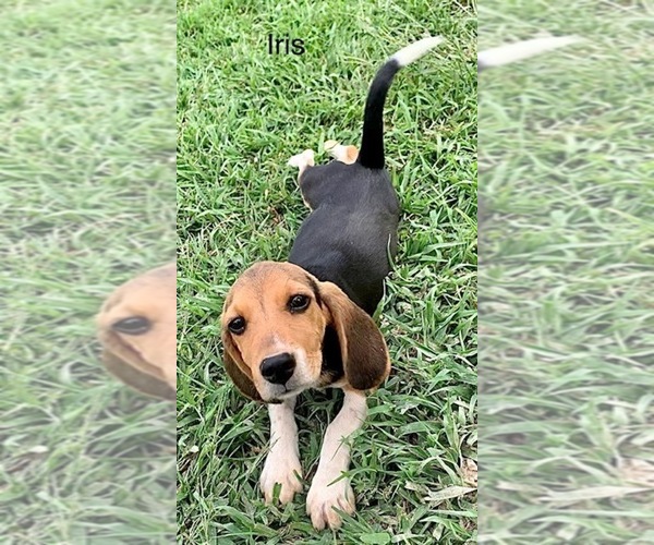 Medium Photo #7 Beagle Puppy For Sale in MARSHALL, AR, USA