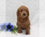 Small Photo #2 Goldendoodle (Miniature) Puppy For Sale in STANLEY, WI, USA