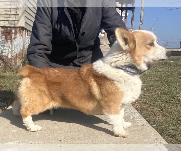Medium Photo #1 Pembroke Welsh Corgi Puppy For Sale in CONWAY, MO, USA