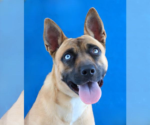 Medium Photo #1 German Shepherd Dog-Unknown Mix Puppy For Sale in Pasadena, CA, USA