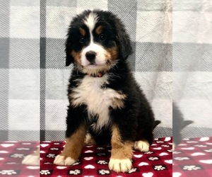 Bernese Mountain Dog Puppy for sale in DUNDEE, OH, USA