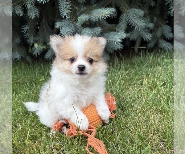 Medium Photo #2 Pomeranian Puppy For Sale in MIDDLEBURY, IN, USA