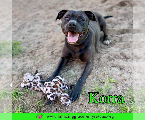 Medium Photo #3 American Pit Bull Terrier-Unknown Mix Puppy For Sale in Pensacola, FL, USA