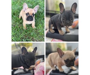 French Bulldog Litter for sale in TOPEKA, KS, USA