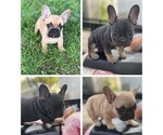 Small French Bulldog