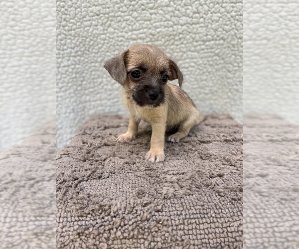 Medium Photo #2 Chiweenie-Jack Russell Terrier Mix Puppy For Sale in SAINT AUGUSTINE, FL, USA