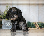 Small #2 Miniature Labradoodle