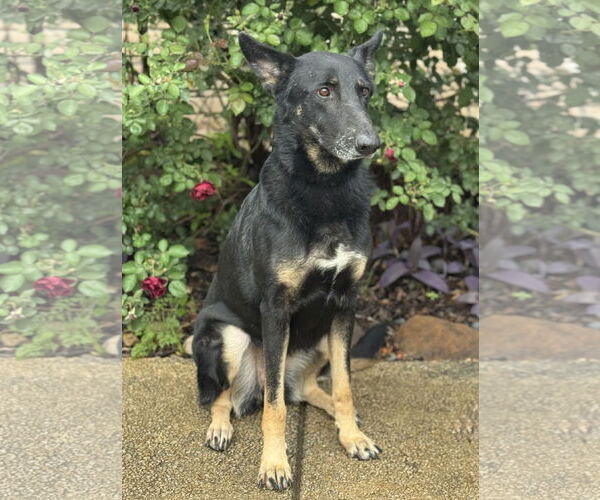 Medium Photo #8 German Shepherd Dog-Unknown Mix Puppy For Sale in PIPE CREEK, TX, USA