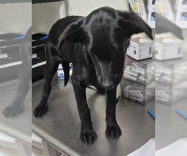 Medium Photo #1 German Shepherd Dog Puppy For Sale in Bakersfield, CA, USA