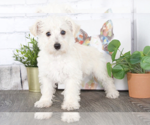 Wee-Poo Puppy for sale in RED LION, PA, USA