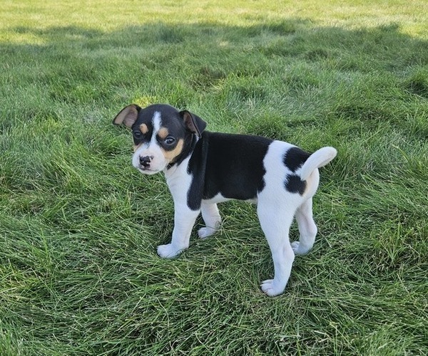Medium Photo #4 Rat Terrier Puppy For Sale in ELLENSBURG, WA, USA