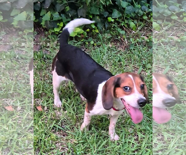 Medium Photo #2 Beagle Puppy For Sale in Dunnellon, FL, USA