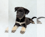 Small #6 Siberian Husky Mix