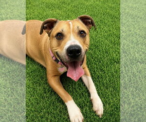Mutt Dogs for adoption in Euless, TX, USA