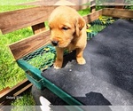 Small #4 Golden Retriever