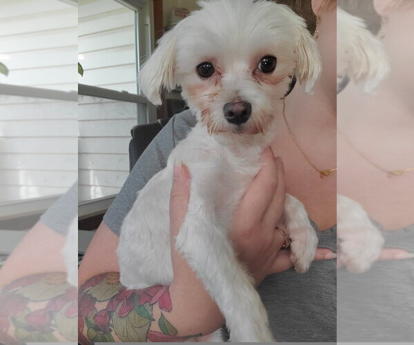 Medium Photo #2 Maltese Puppy For Sale in Foristell, MO, USA