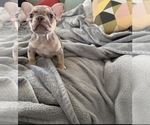 Small #8 French Bulldog