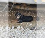 Small Cocker Spaniel Mix