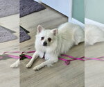 Small #2 American Eskimo Dog