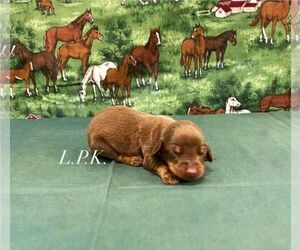 Dachshund Puppy for sale in WINNSBORO, LA, USA