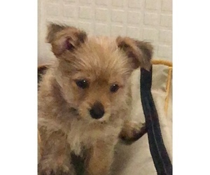 Mi-Ki-Yorkshire Terrier Mix Puppy for sale in LINCOLN, CA, USA