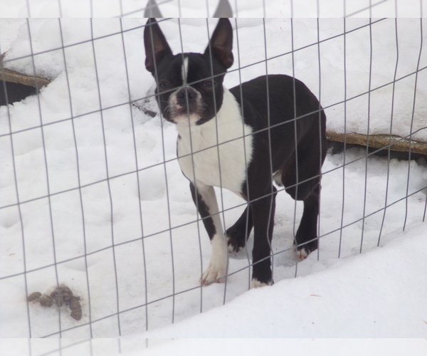 Medium Photo #1 Boston Terrier Puppy For Sale in MONROE, NH, USA
