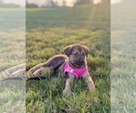 Small #3 Mutt
