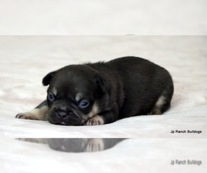 Medium French Bulldog