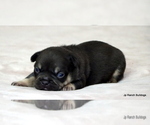 Puppy Sassy French Bulldog