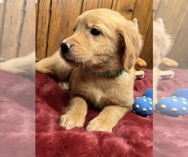 Medium Photo #2 Golden Retriever Puppy For Sale in NEOLA, WV, USA