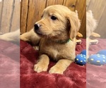 Small #1 Golden Retriever