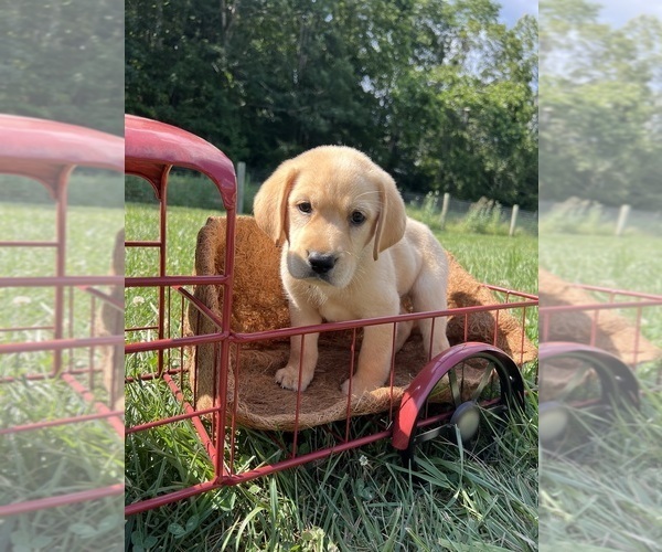 Medium Photo #8 Labrador Retriever Puppy For Sale in NEOLA, WV, USA