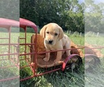 Small Photo #8 Labrador Retriever Puppy For Sale in NEOLA, WV, USA
