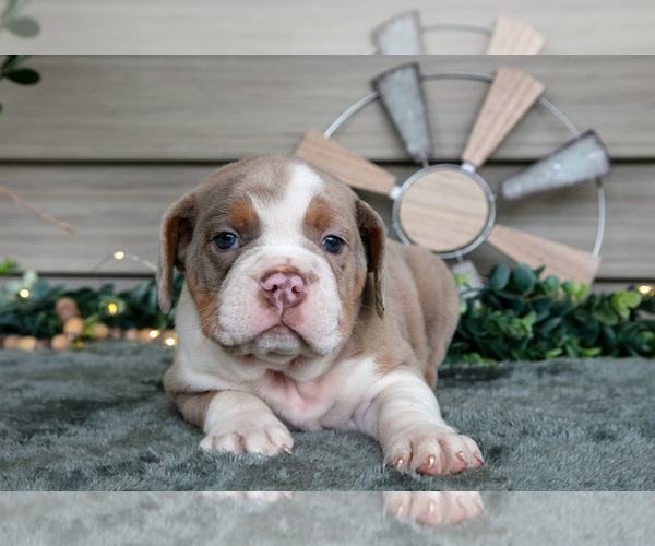Medium Photo #2 Beabull Puppy For Sale in MILLERSBURG, OH, USA