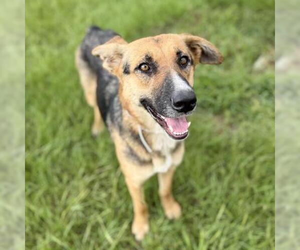 Medium Photo #2 German Shepherd Dog-Unknown Mix Puppy For Sale in Conroe, TX, USA