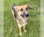 Small #1 German Shepherd Dog Mix